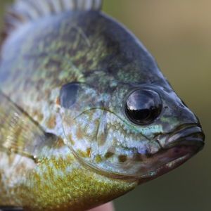 Meet your Posher, Chad